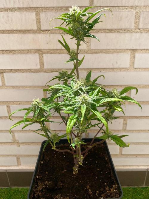 S O U R  S T O M P E R Auto. Week 6 - Day 42