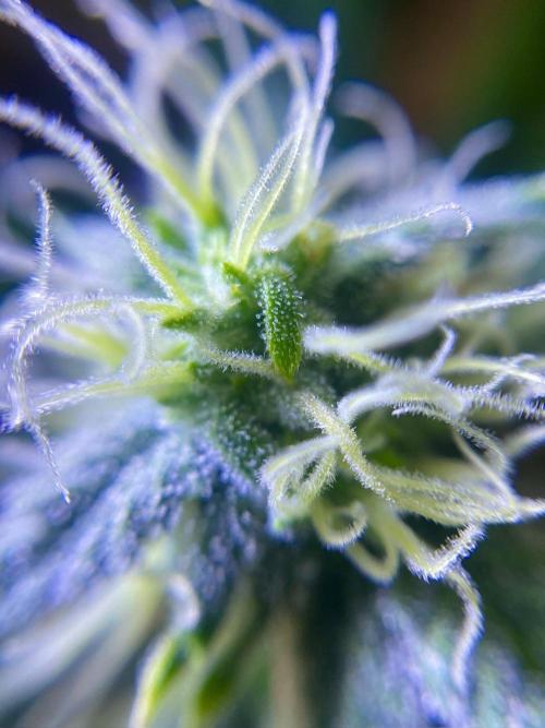 S O U R  S T O M P E R Auto. Week 6 - Day 42