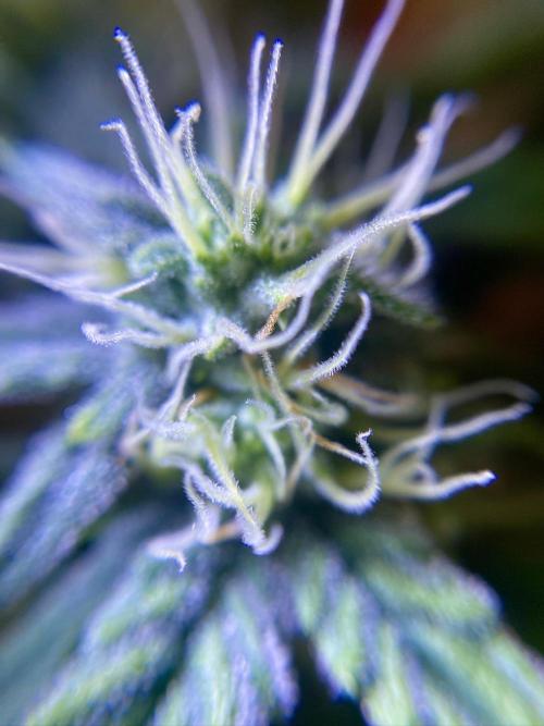 S O U R  S T O M P E R Auto. Week 6 - Day 42
