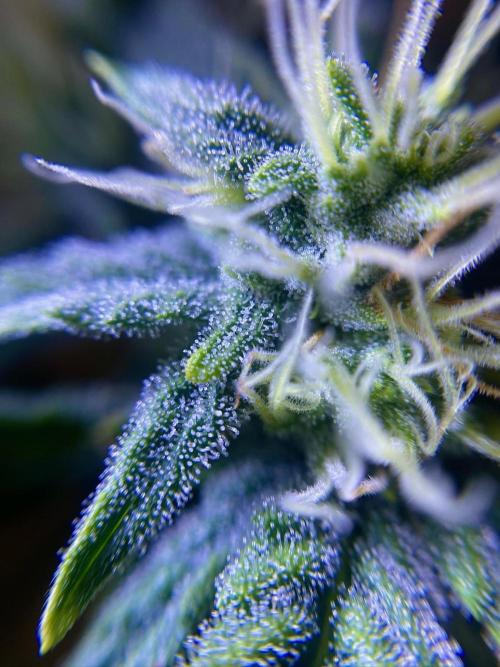 S O U R  S T O M P E R Auto. Week 6 - Day 42