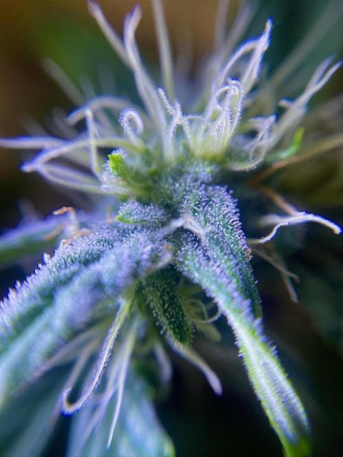 S O U R  S T O M P E R Auto. Week 6 - Day 42