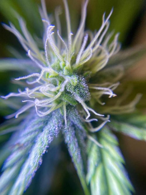 S O U R  S T O M P E R Auto. Week 6 - Day 42