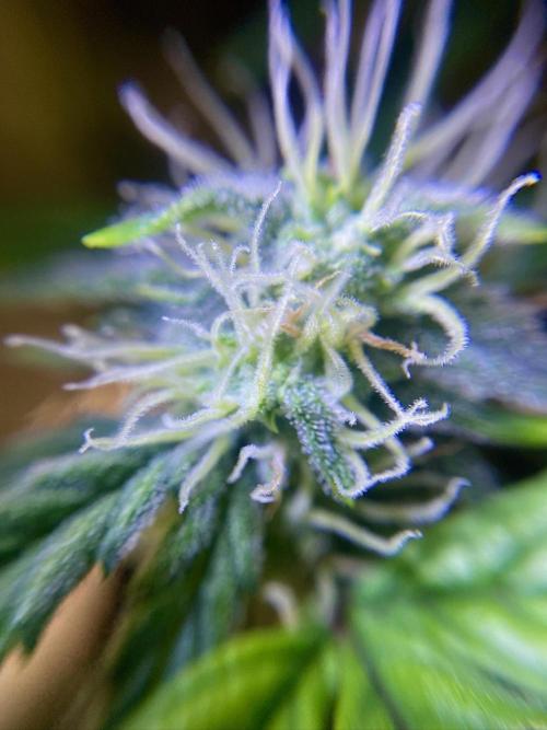 S O U R  S T O M P E R Auto. Week 6 - Day 42