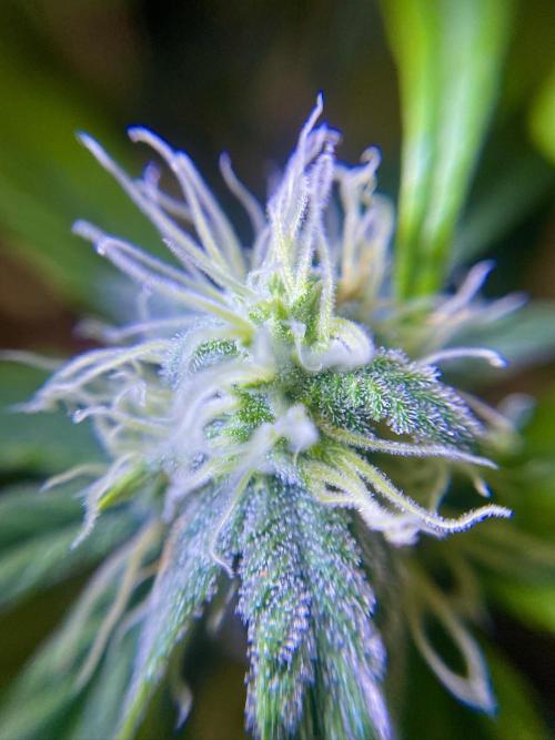 S O U R  S T O M P E R Auto. Week 6 - Day 42