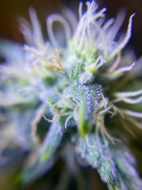 S O U R  S T O M P E R Auto. Week 6 - Day 42