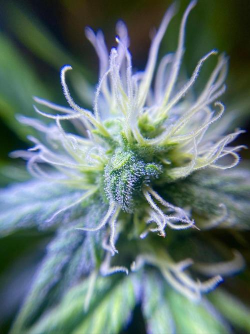 S O U R  S T O M P E R Auto. Week 6 - Day 42