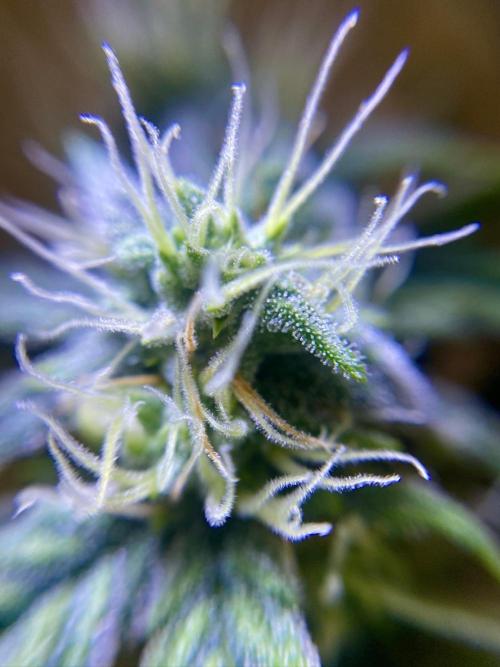 S O U R  S T O M P E R Auto. Week 6 - Day 42