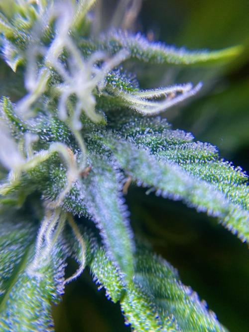 S O U R  S T O M P E R Auto. Week 6 - Day 42