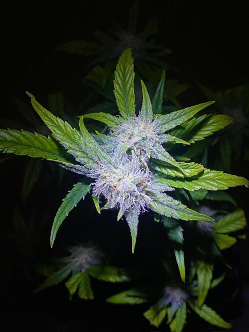 S O U R  S T O M P E R Auto. Week 6 - Day 42