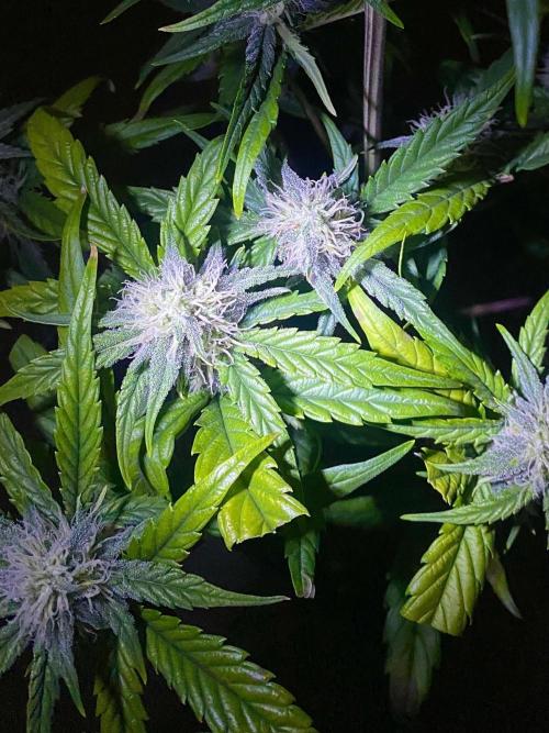 S O U R  S T O M P E R Auto. Week 6 - Day 42