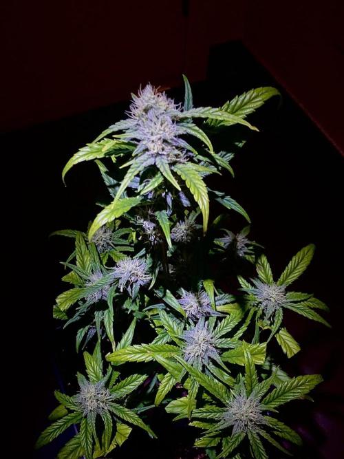 S O U R  S T O M P E R Auto. Week 6 - Day 42