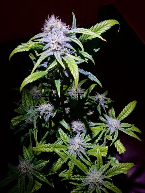 S O U R  S T O M P E R Auto. Week 6 - Day 42