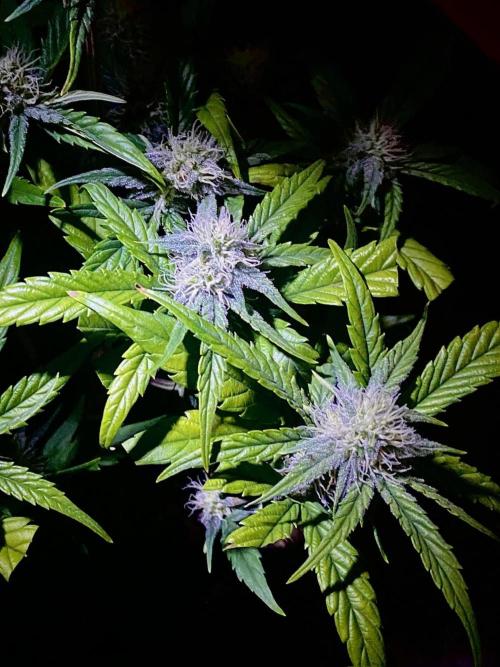 S O U R  S T O M P E R Auto. Week 6 - Day 42