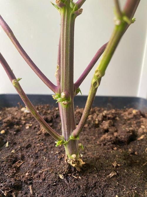S O U R  S T O M P E R Auto. Week 6 - Day 42