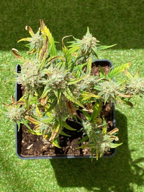 S O U R  S T O M P E R Auto. Week 7 - Day 49