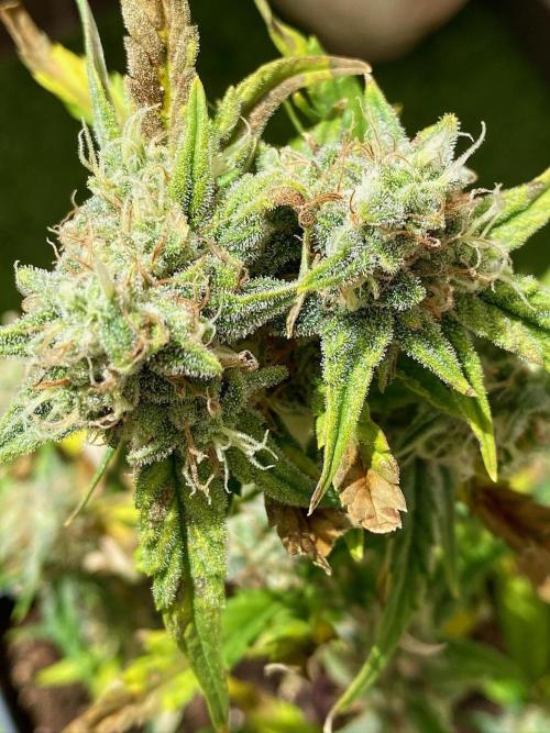 S O U R  S T O M P E R Auto. Week 7 - Day 49