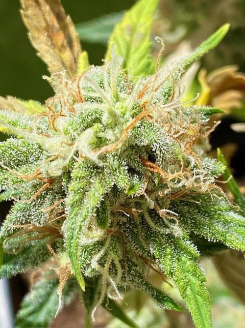 S O U R  S T O M P E R Auto. Week 7 - Day 49