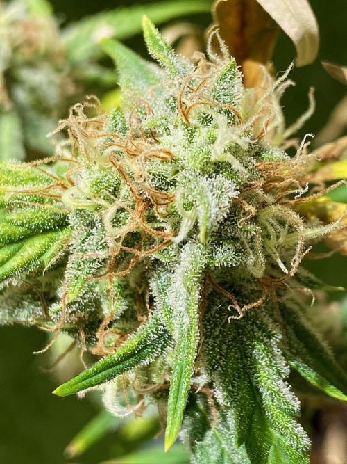 S O U R  S T O M P E R Auto. Week 7 - Day 49