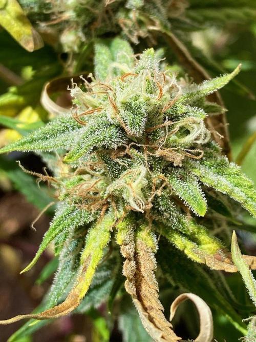 S O U R  S T O M P E R Auto. Week 7 - Day 49