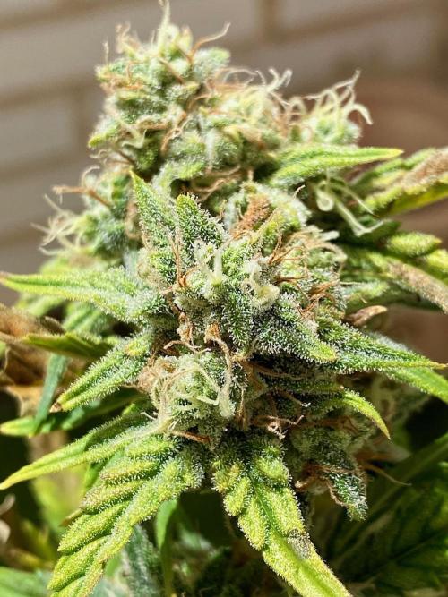 S O U R  S T O M P E R Auto. Week 7 - Day 49