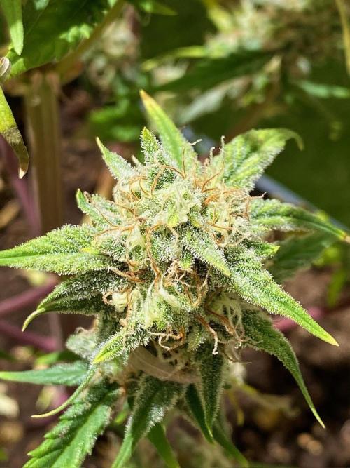 S O U R  S T O M P E R Auto. Week 7 - Day 49
