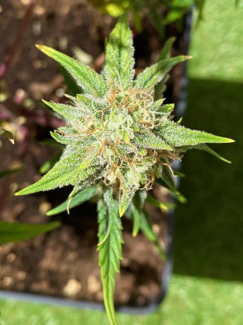 S O U R  S T O M P E R Auto. Week 7 - Day 49