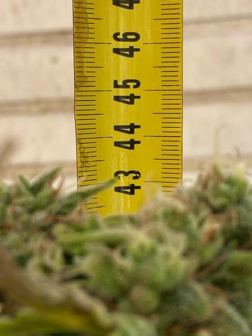 S O U R  S T O M P E R Auto. Week 7 - Day 49