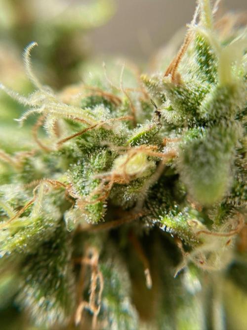 S O U R  S T O M P E R Auto. Week 7 - Day 49