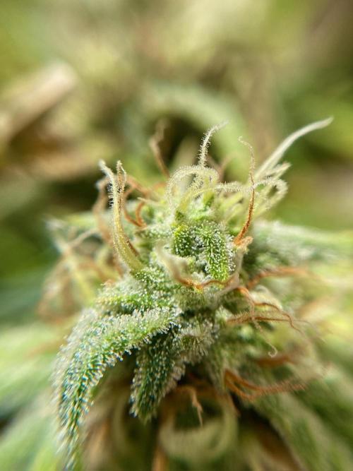 S O U R  S T O M P E R Auto. Week 7 - Day 49