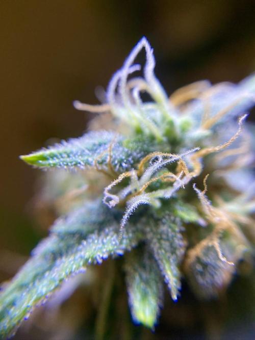 S O U R  S T O M P E R Auto. Week 7 - Day 49
