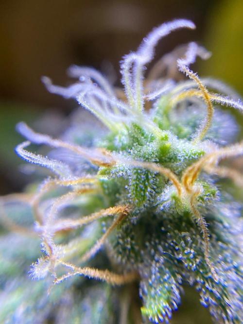 S O U R  S T O M P E R Auto. Week 7 - Day 49