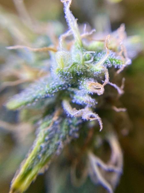 S O U R  S T O M P E R Auto. Week 7 - Day 49