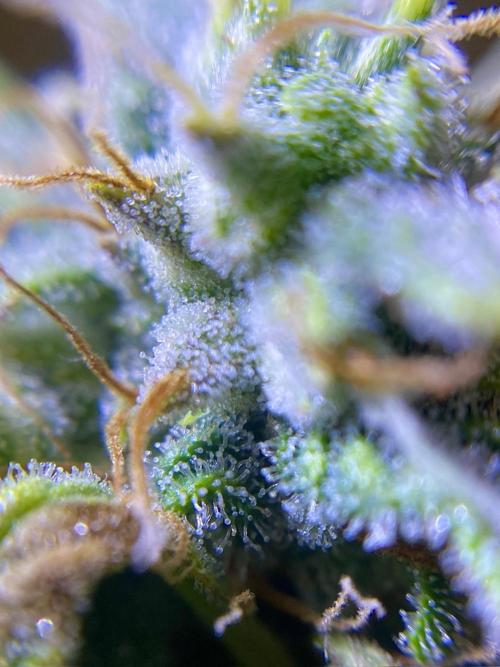 S O U R  S T O M P E R Auto. Week 7 - Day 49