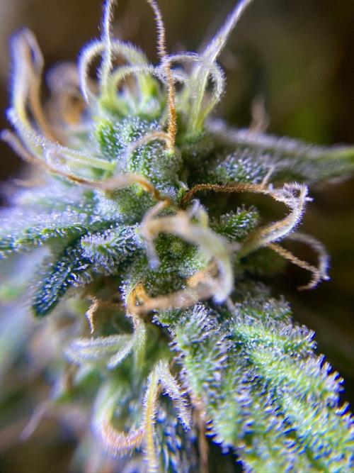 S O U R  S T O M P E R Auto. Week 7 - Day 49