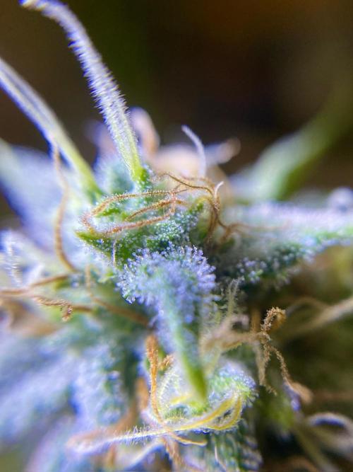 S O U R  S T O M P E R Auto. Week 7 - Day 49