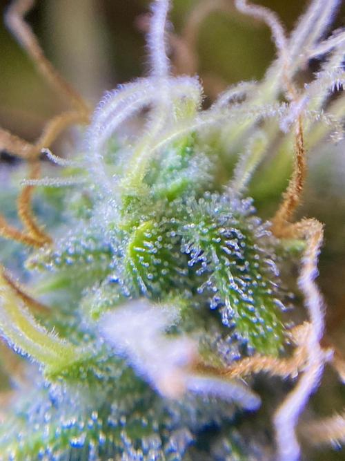 S O U R  S T O M P E R Auto. Week 7 - Day 49