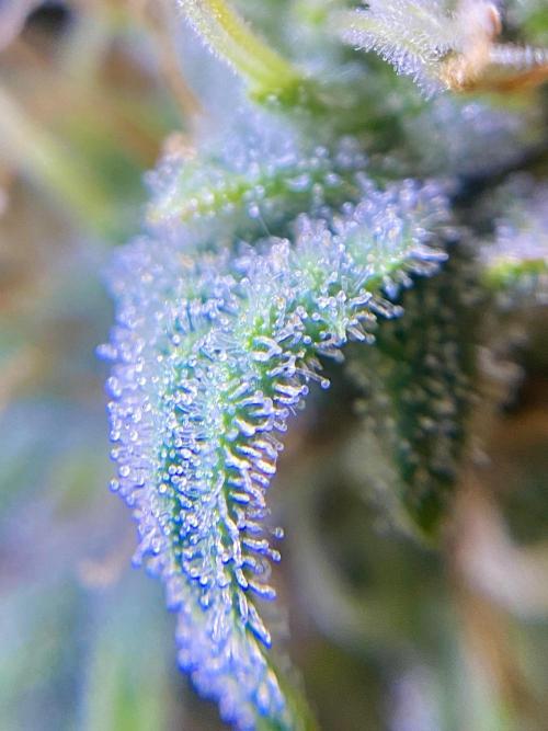 S O U R  S T O M P E R Auto. Week 7 - Day 49