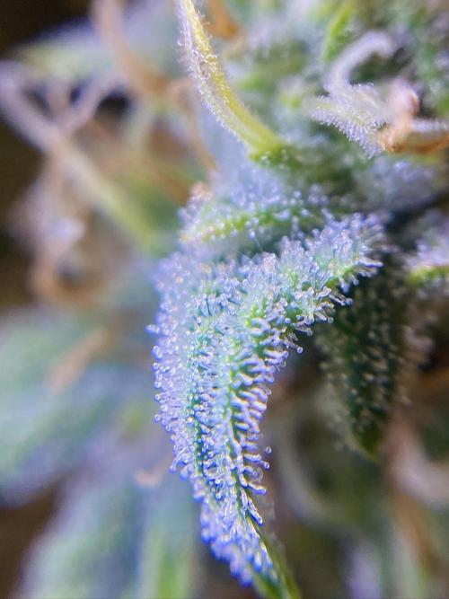 Sour Stomper. Week 7