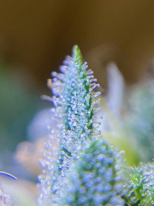 S O U R  S T O M P E R Auto. Week 7 - Day 49