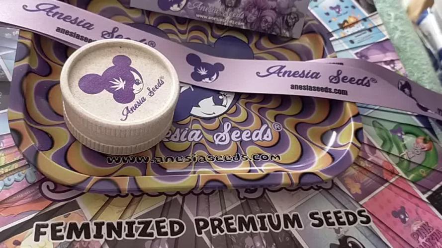 Sun of a peach 38%thc max