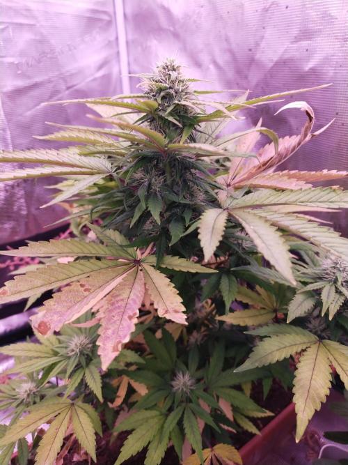 Gelato 41 flowering | Seedstockers. Week 3