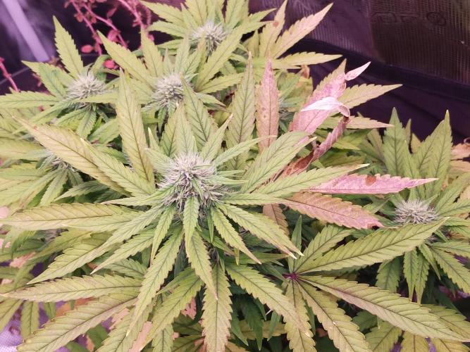 Gelato 41 flowering | Seedstockers. Week 3