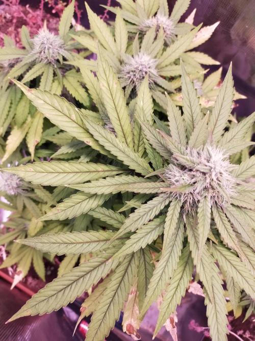 Gelato 41 flowering | Seedstockers. Week 4