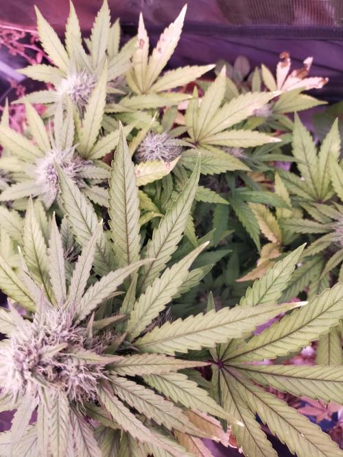 Gelato 41 flowering | Seedstockers. Week 4