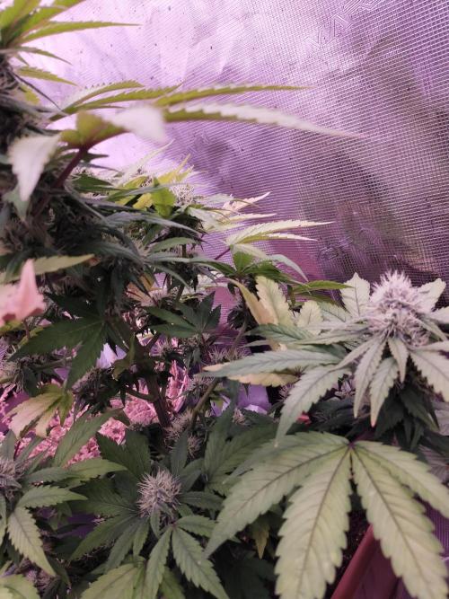 Gelato 41 flowering | Seedstockers. Week 4