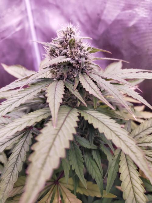 Gelato 41 flowering | Seedstockers. Week 4