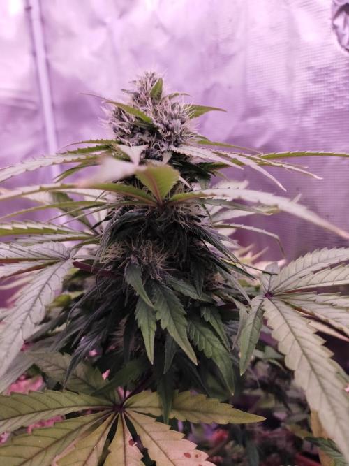 Gelato 41 flowering | Seedstockers. Week 4