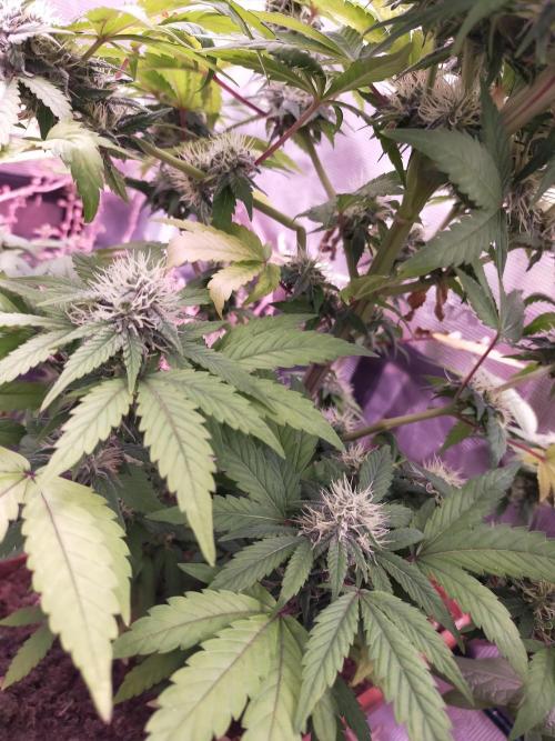 Gelato 41 flowering | Seedstockers. Week 4