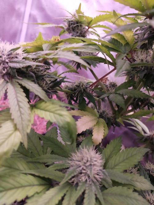Gelato 41 flowering | Seedstockers. Week 4