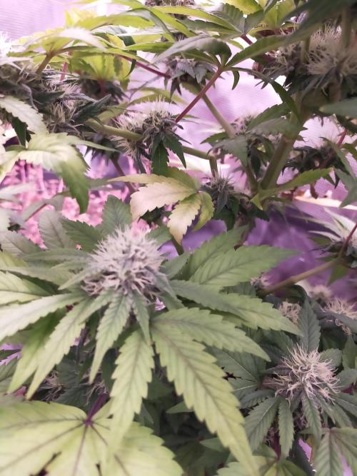 Gelato 41 flowering | Seedstockers. Week 4